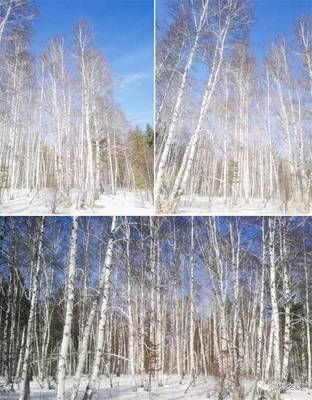 星瑞國(guó)際健康產(chǎn)業(yè)集團(tuán)首批赴俄羅斯白樺茸考察團(tuán)系列報(bào)道之五--參觀白樺茸生產(chǎn)加工工廠和滿(mǎn)載歸來(lái)_其它_網(wǎng)